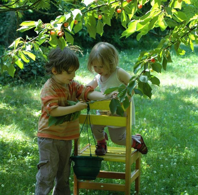 Cueillons des cerises en plein été !