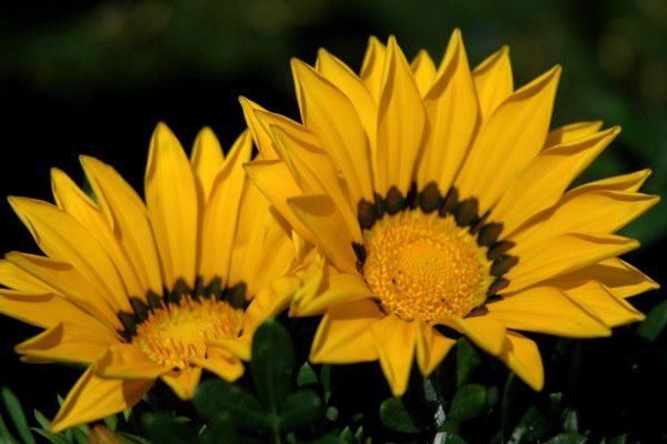 Fleurs jaunes à la 16 ème expomobile de la jardinerie Laplace