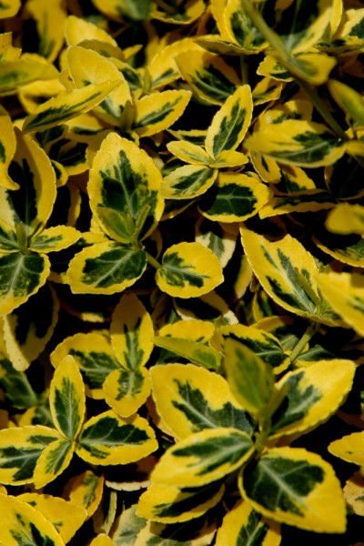 Fleurs jaunes et vertes à la 16 ème expomobile de la jardinerie Laplace