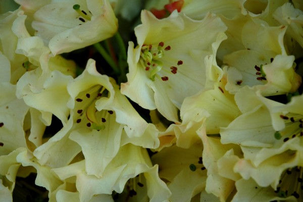 Fleurs jaunes pales et blanches àa la 16 ème expomobile de la jardinerie Laplace