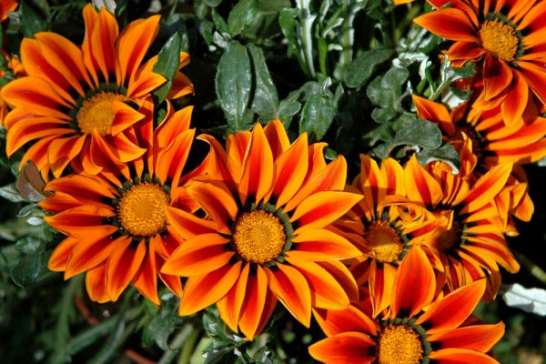 Fleurs jaunes et oranges à la 16 ème expomobile de la jardinerie Laplace