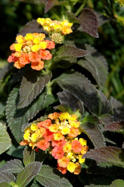 Fleurs jaunes et oranges à la 16 ème expomobile de la jardinerie Laplace