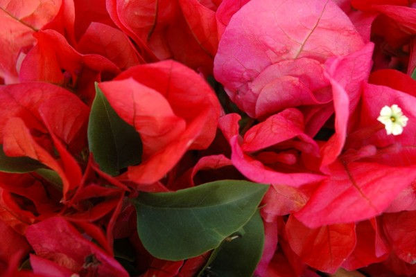 Fleurs roses à la 16 ème expomobile de la jardinerie Laplace
