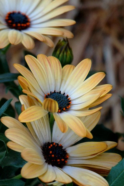 Fleurs jaunes pales et blanches àa la 16 ème expomobile de la jardinerie Laplace