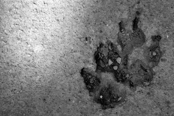 Traces de pattes dans le béton à la 16 ème expomobile de la jardinerie Laplace