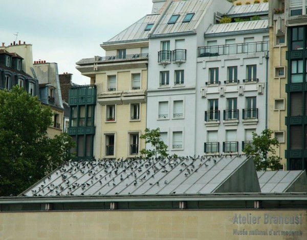 Paris oiseaux, Paris Beaubourg !