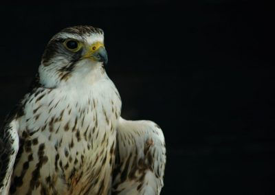 Les aigles des remparts à Provins