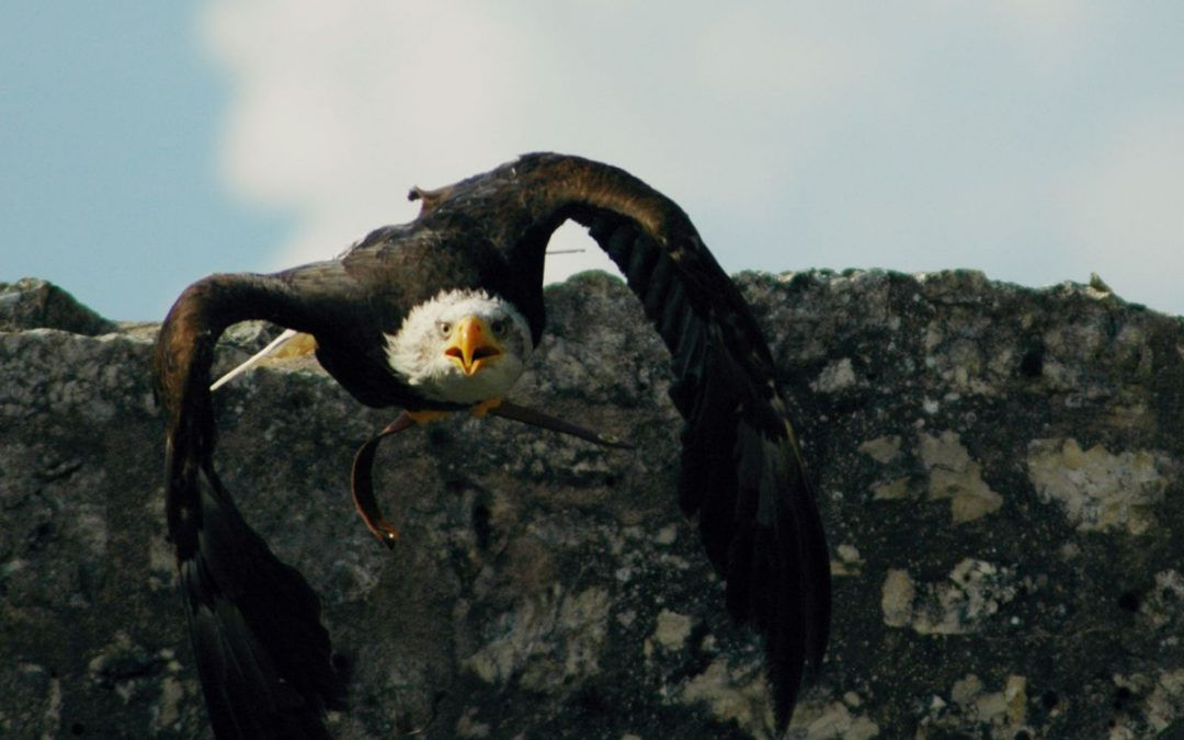 Les aigles des remparts à Provins