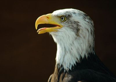 Aigle à Provins