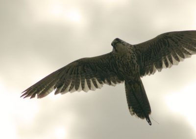 L'oiseau dans le ciel