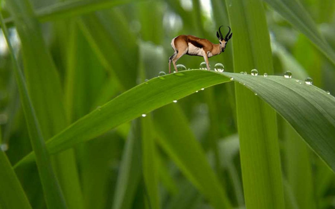 Animaux miniatures et souvenirs informatiques