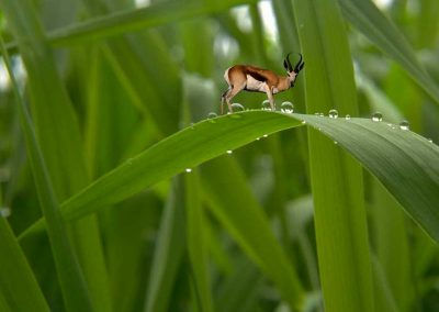 Animaux miniatures