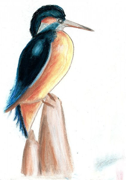 Oiseau au pastel - Martin-pêcheur