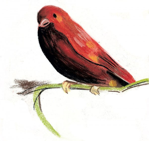 Oiseau rouge au pastel