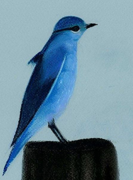 Oiseau bleu au pastel sur papier bleu