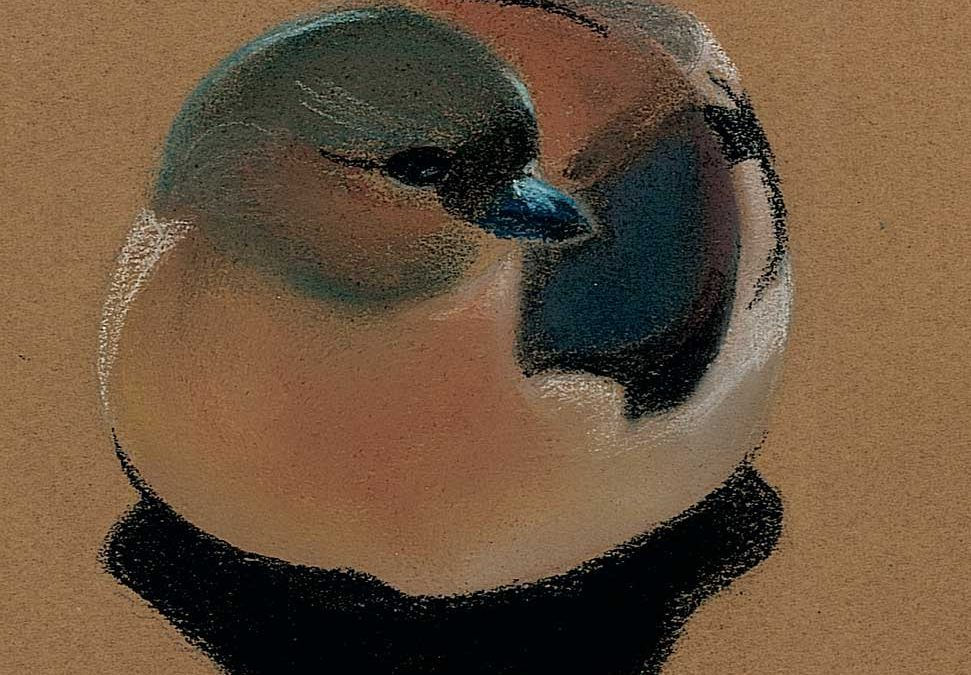 Oiseaux au pastel sec