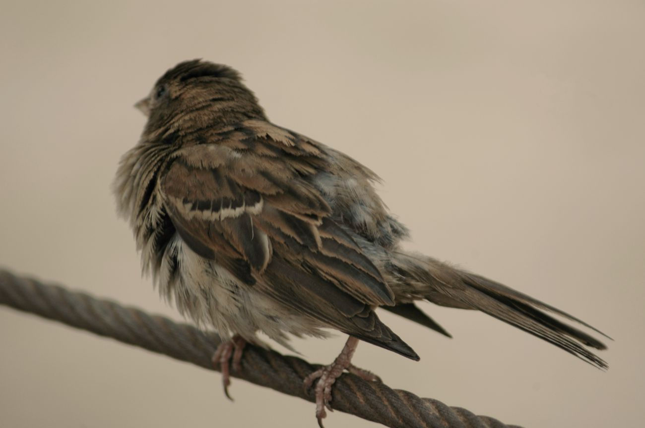 Couleur de photos… d’oiseaux