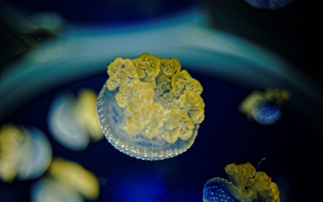 Aquarium de la Rochelle