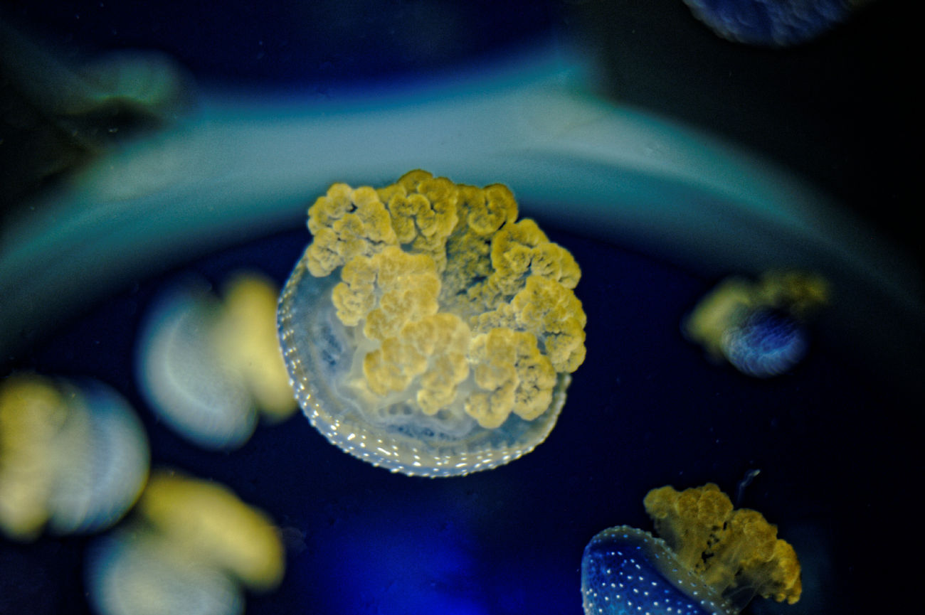 Méduse pélagie - Aquarium La Rochelle