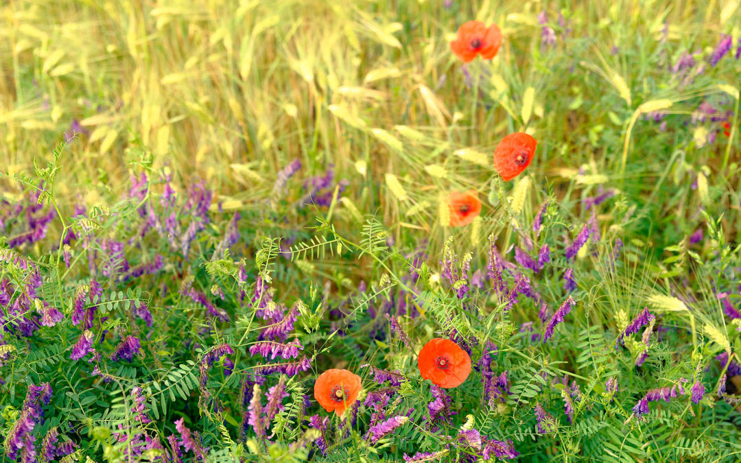 Les coquelicots du printemps